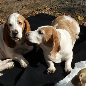 Meet your Posher, Diana